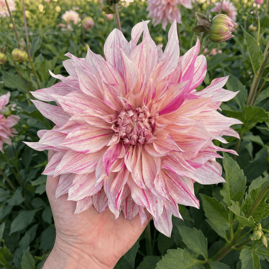 Dahlia Cafe au Lait Twist