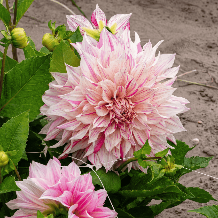 Dahlia Cafe au Lait Twist