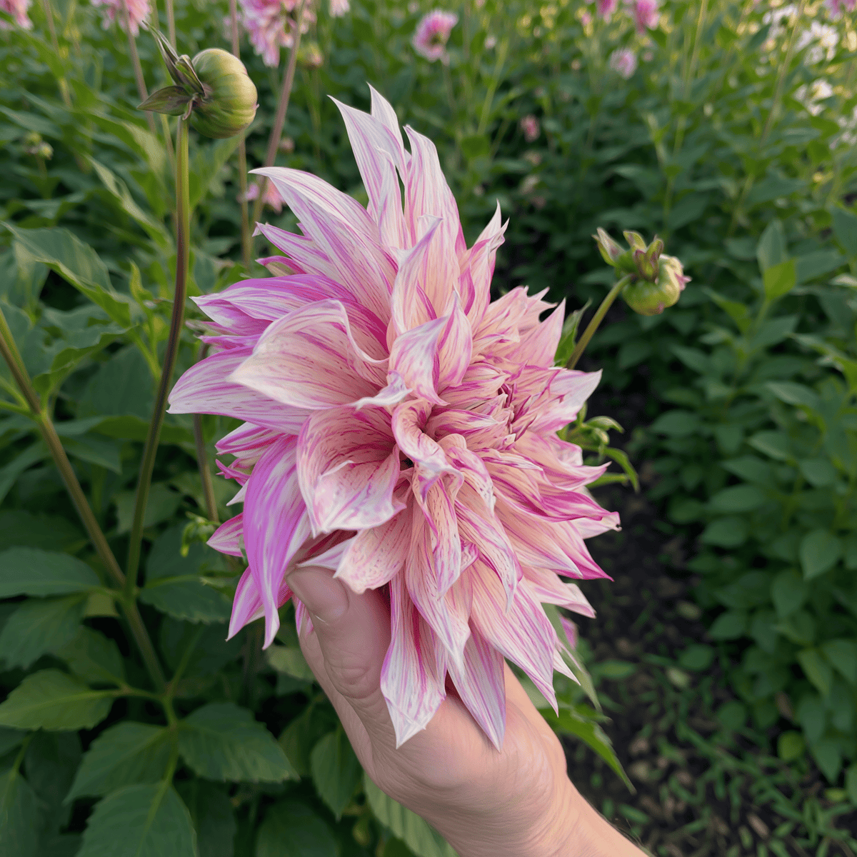 Dahlia Cafe au Lait Royal