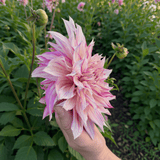 Dahlia Cafe au Lait Royal