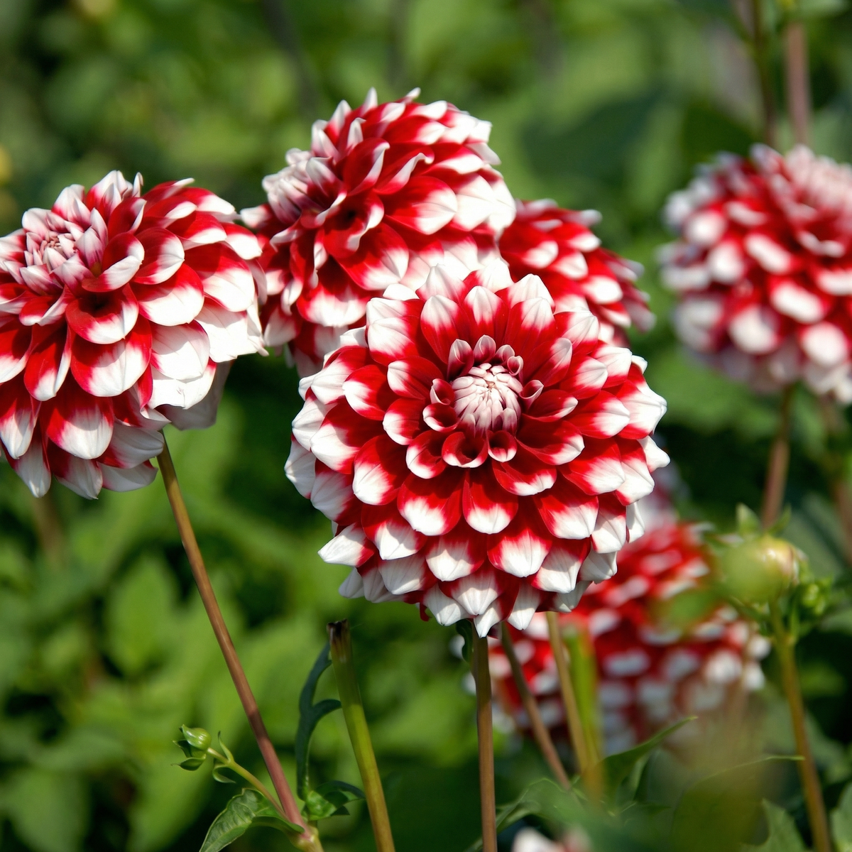Collectie Groeiende Liefde