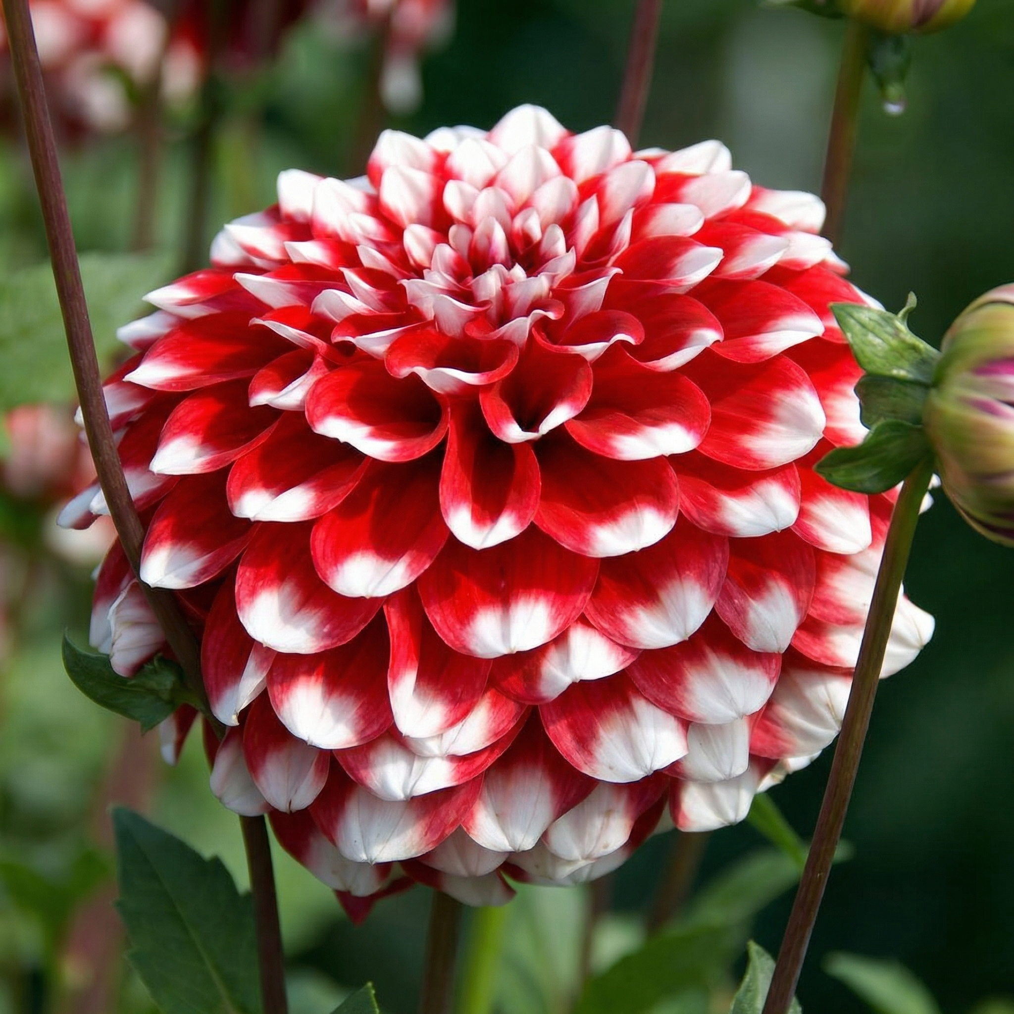 Collectie Groeiende Liefde