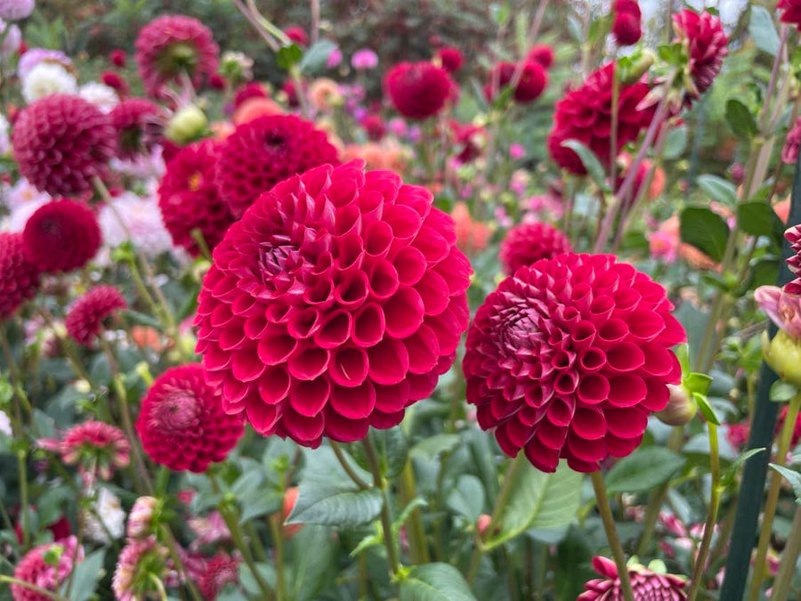 Dahlia Cornel