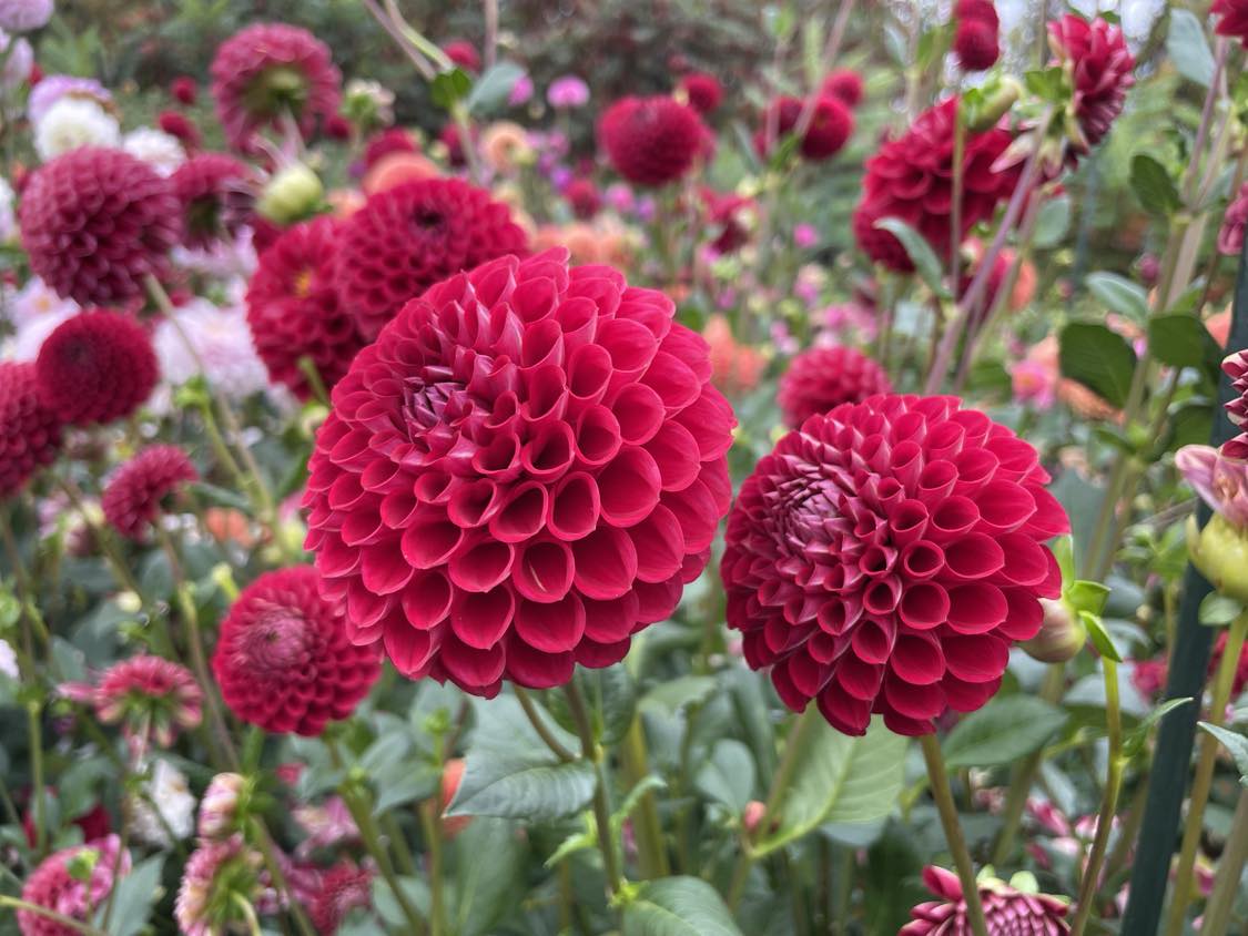 Dahlia Cornel