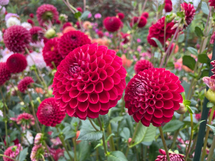 Dahlia Cornel
