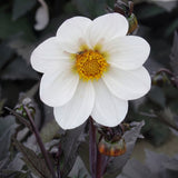 Collectie Klassieke Romantiek