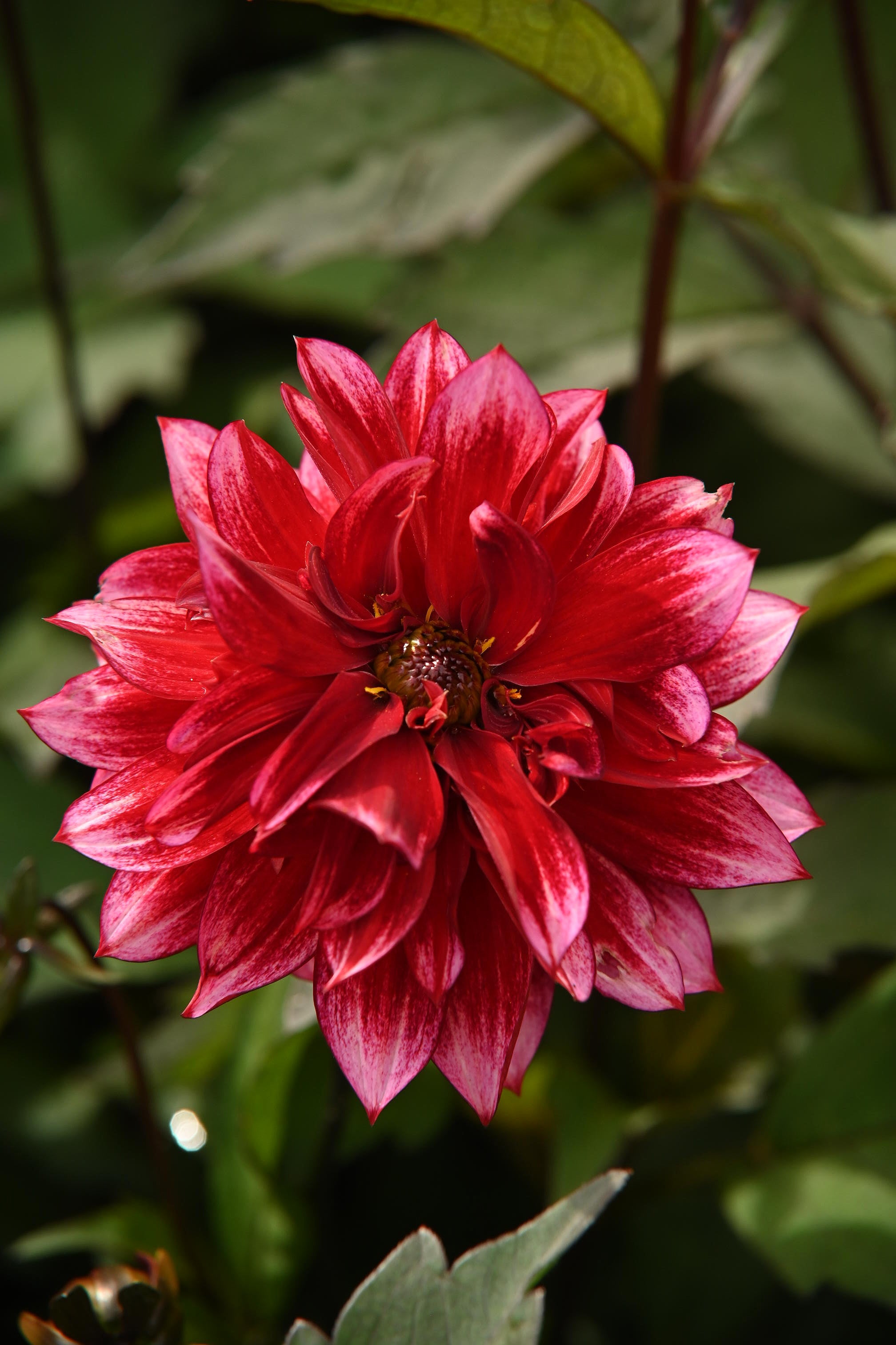 Dahlia Darkarin