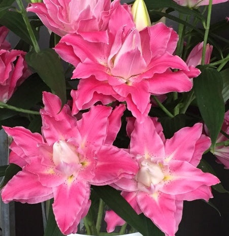Lilium Droomlijn