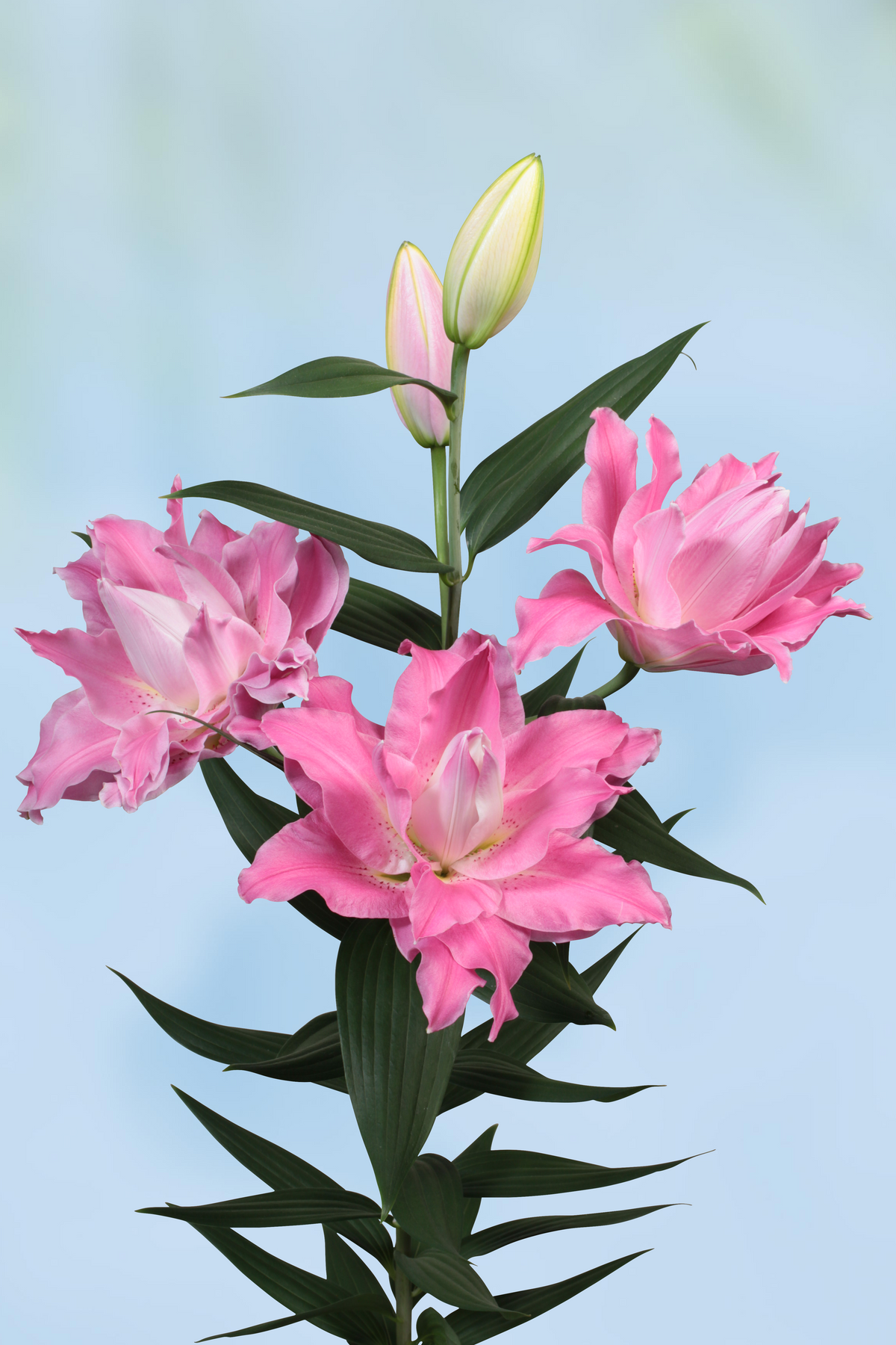 Lilium Droomlijn