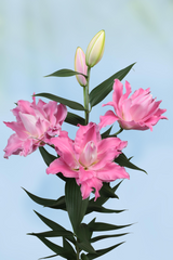 Lilium Droomlijn
