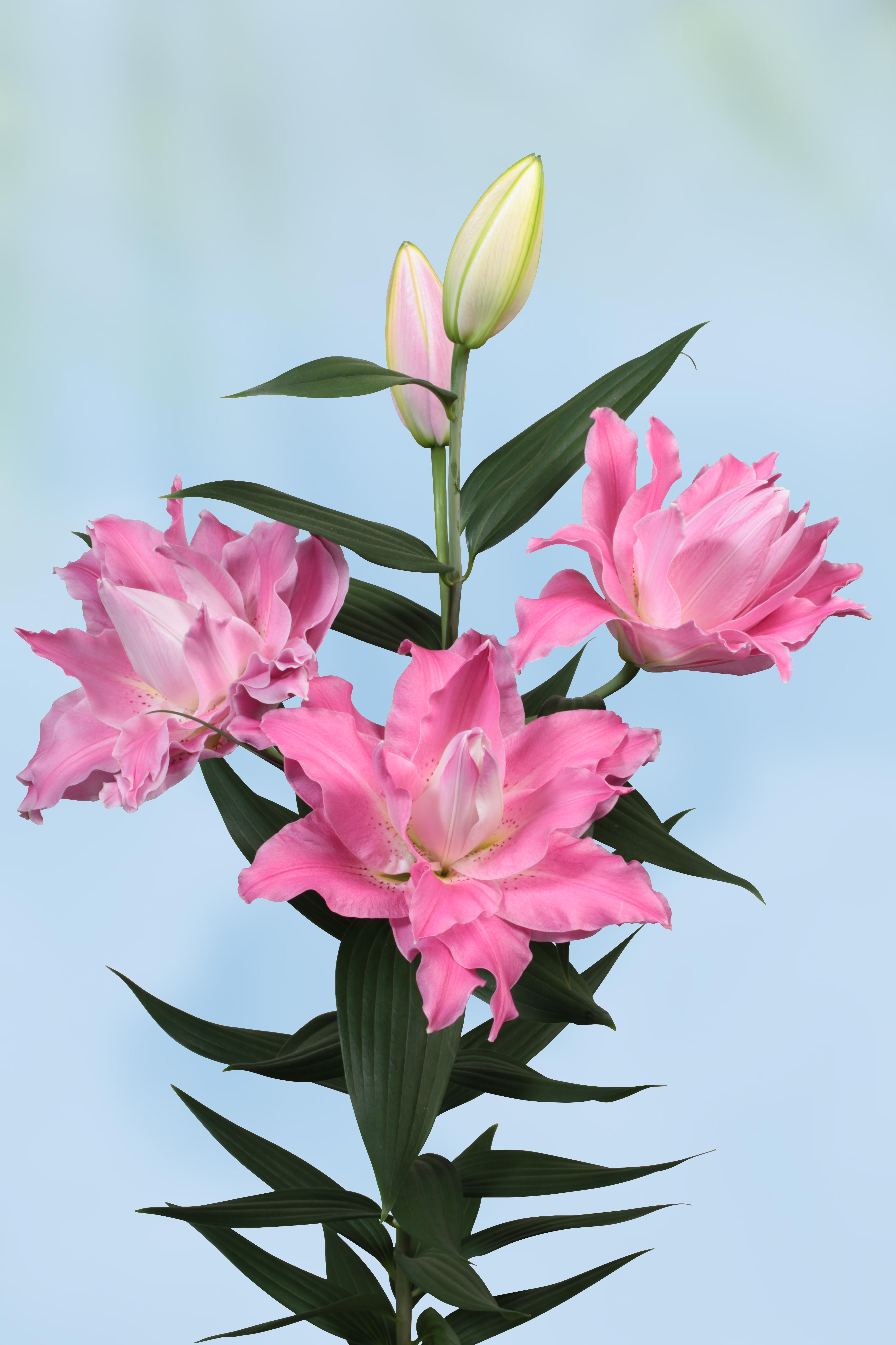 Lilium Droomlijn