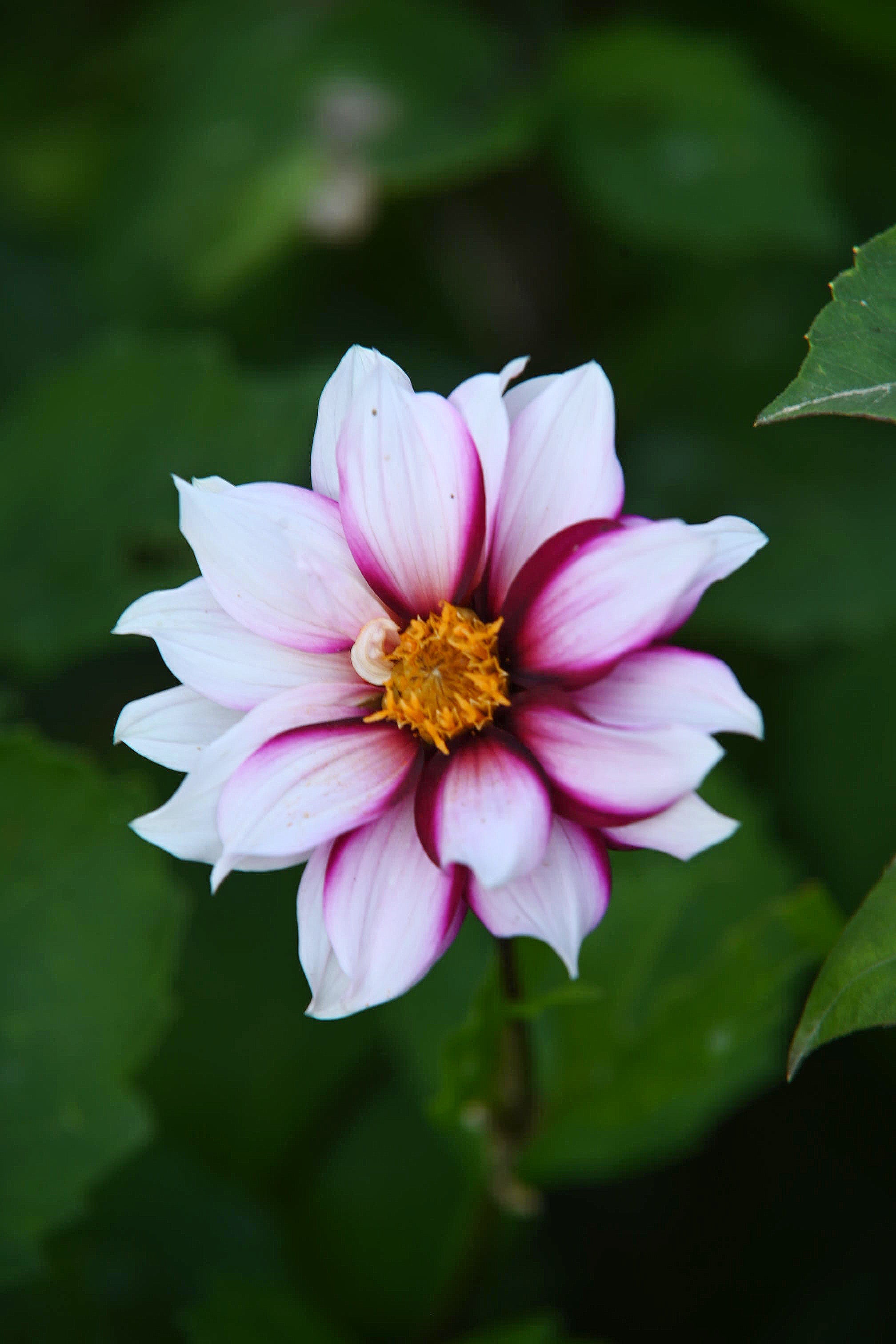 Dahlia Edge of Joy