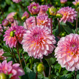 Dahlia Esli