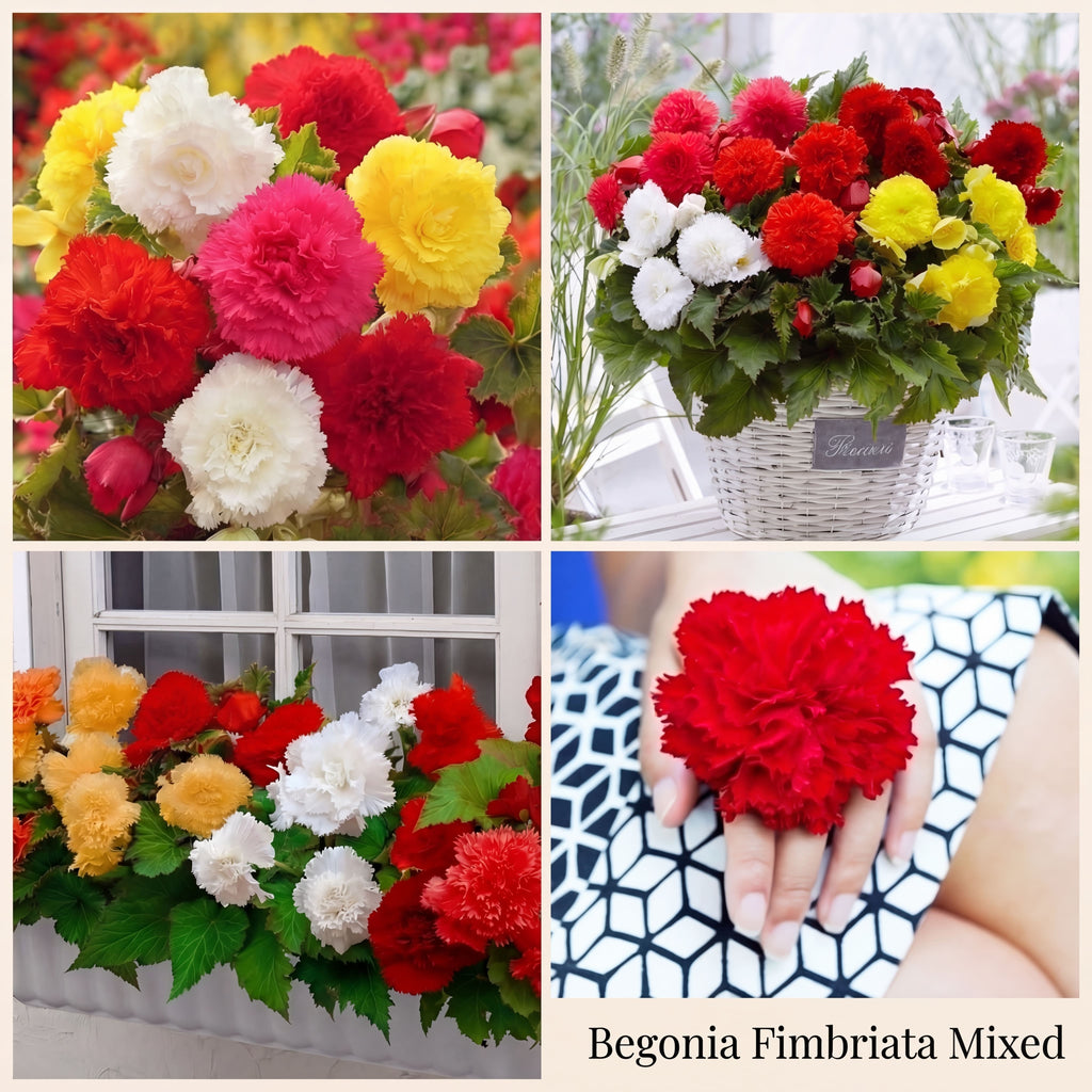 Begonia Zomertuin Collectie