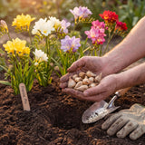 Freesia Zomertuin Collectie