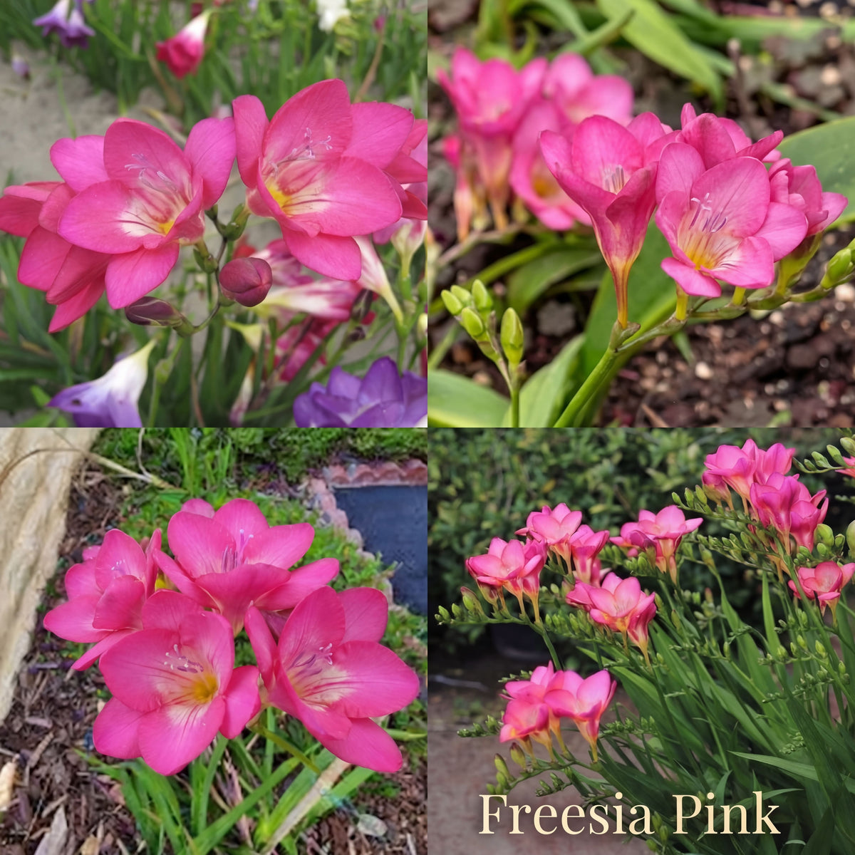 Freesia Zomertuin Collectie