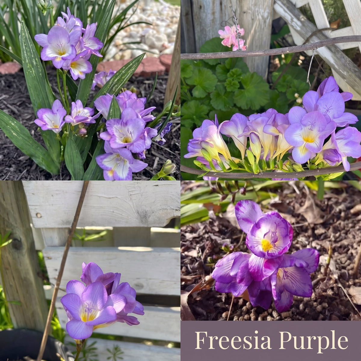 Freesia Zomertuin Collectie