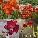 Freesia Zomertuin Collectie