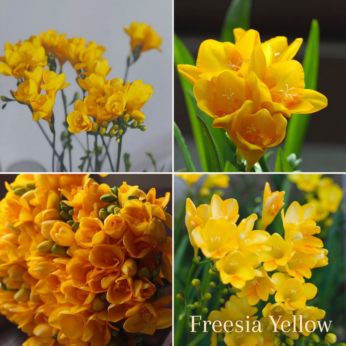 Freesia Zomertuin Collectie