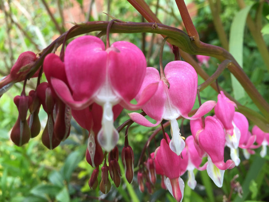 Harten bloemen