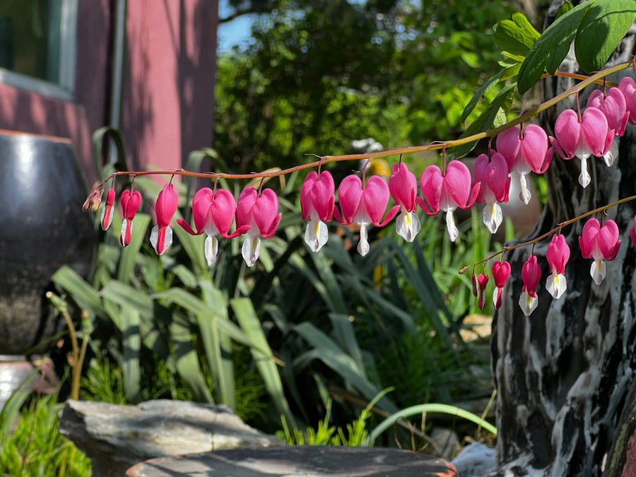 Harten bloemen