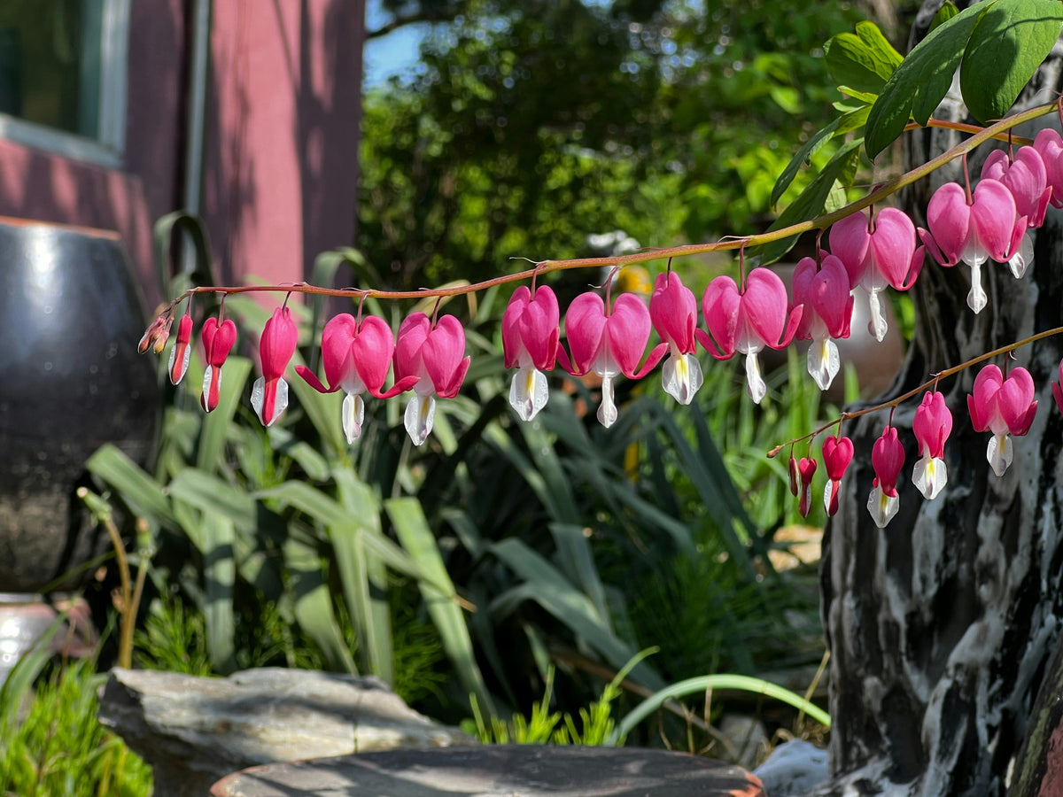 Harten bloemen