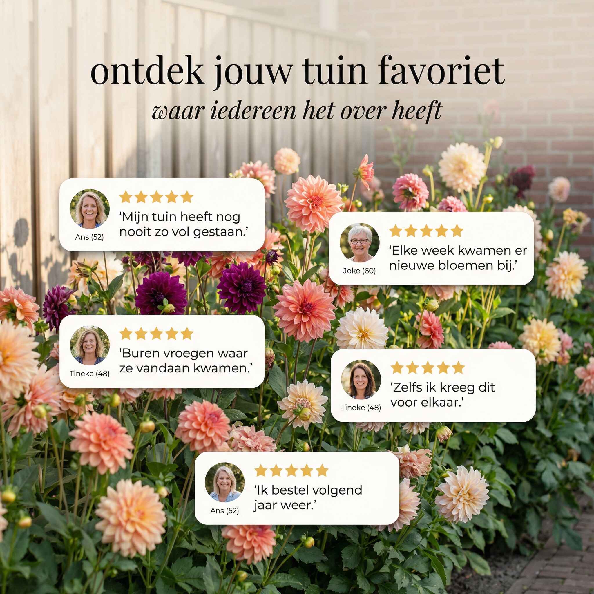 Begonia Zomertuin Collectie