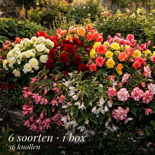 Begonia Zomertuin Collectie