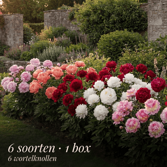 Pioenen Zomertuin Collectie