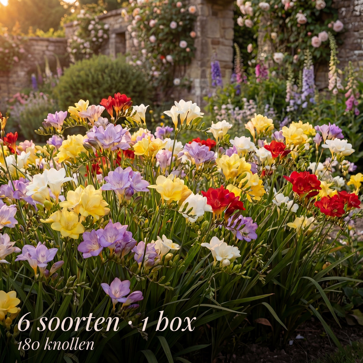 Freesia Zomertuin Collectie