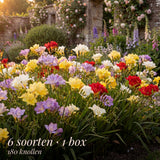 Freesia Zomertuin Collectie