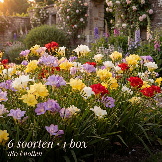 Freesia Zomertuin Collectie