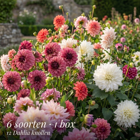 Dahlia Zomertuin Collectie