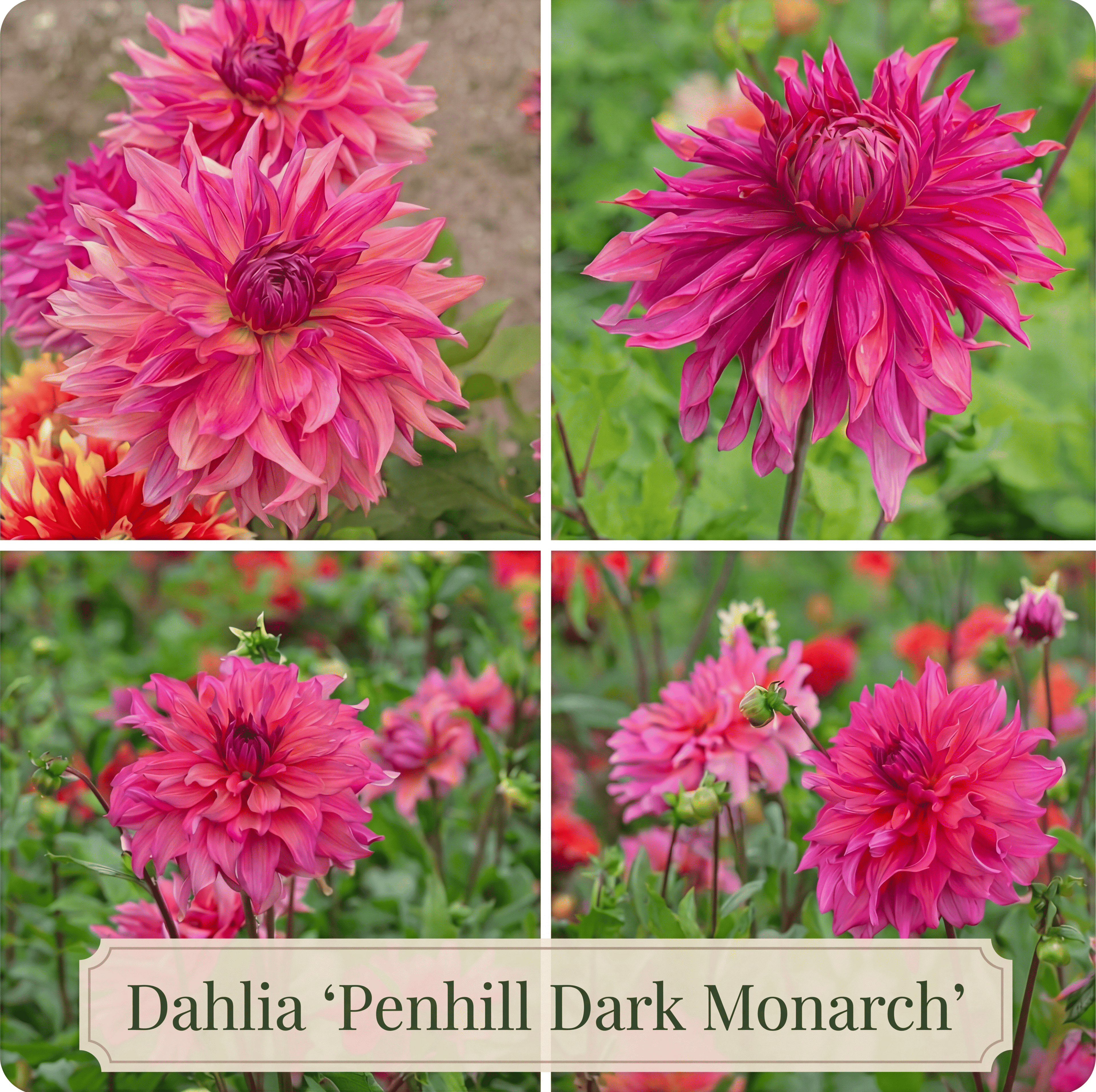 Dahlia Zomertuin Collectie
