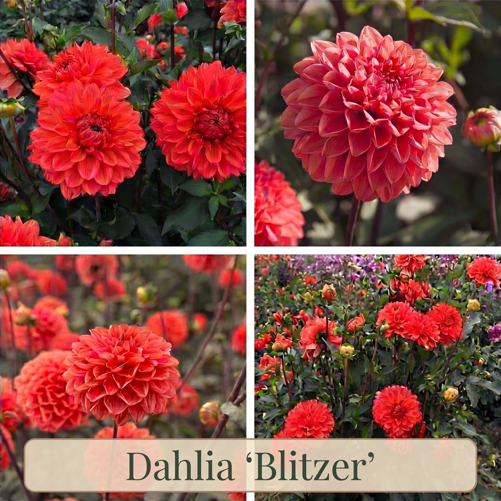 Dahlia Zomertuin Collectie