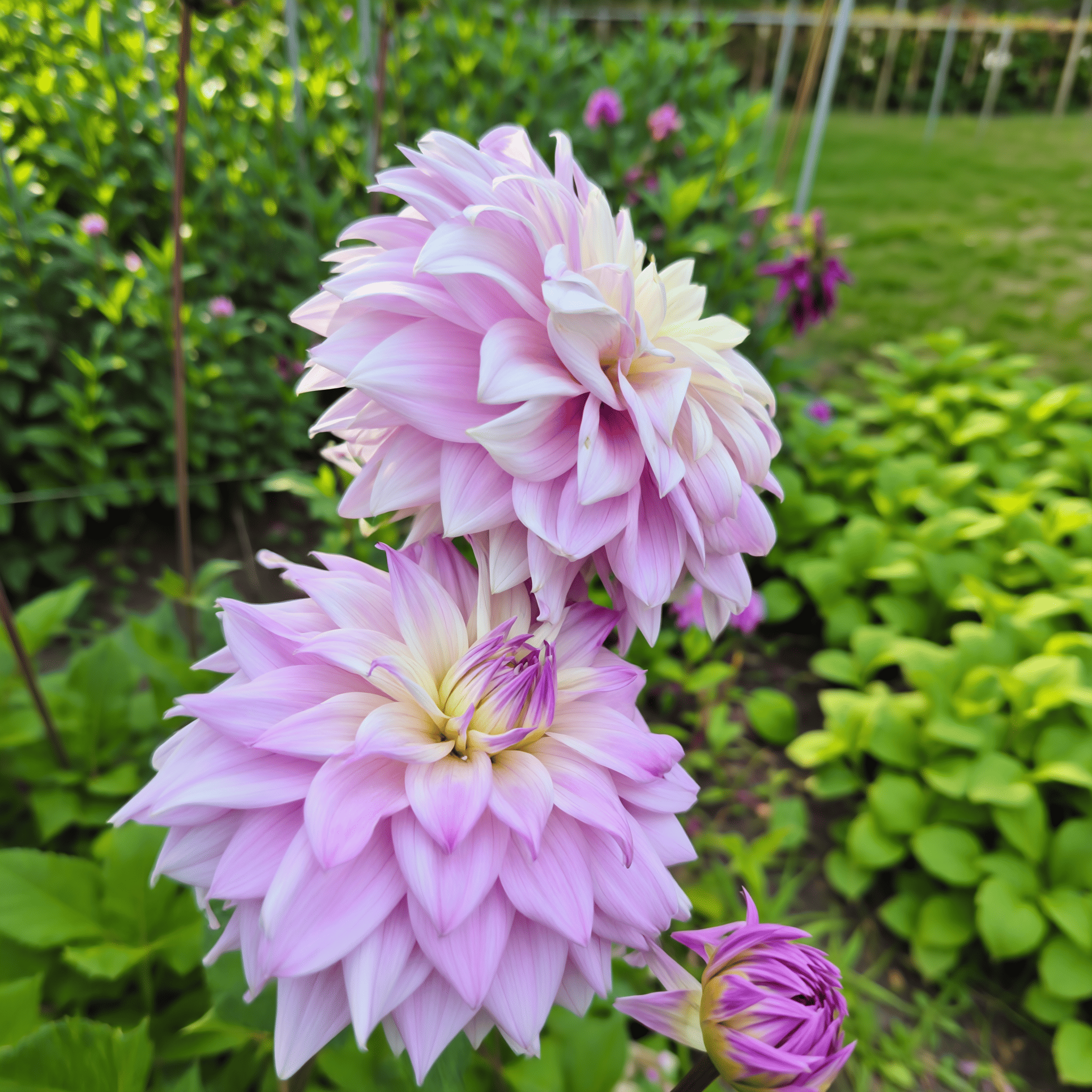 Dahlia Kas Cloud