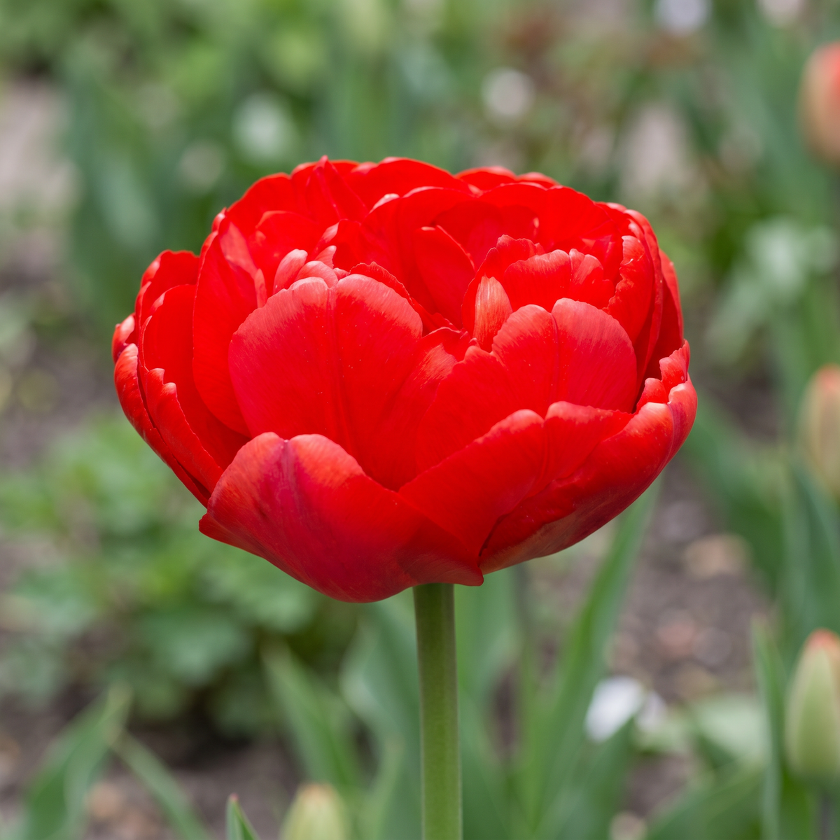 Tulipa Abba close-up