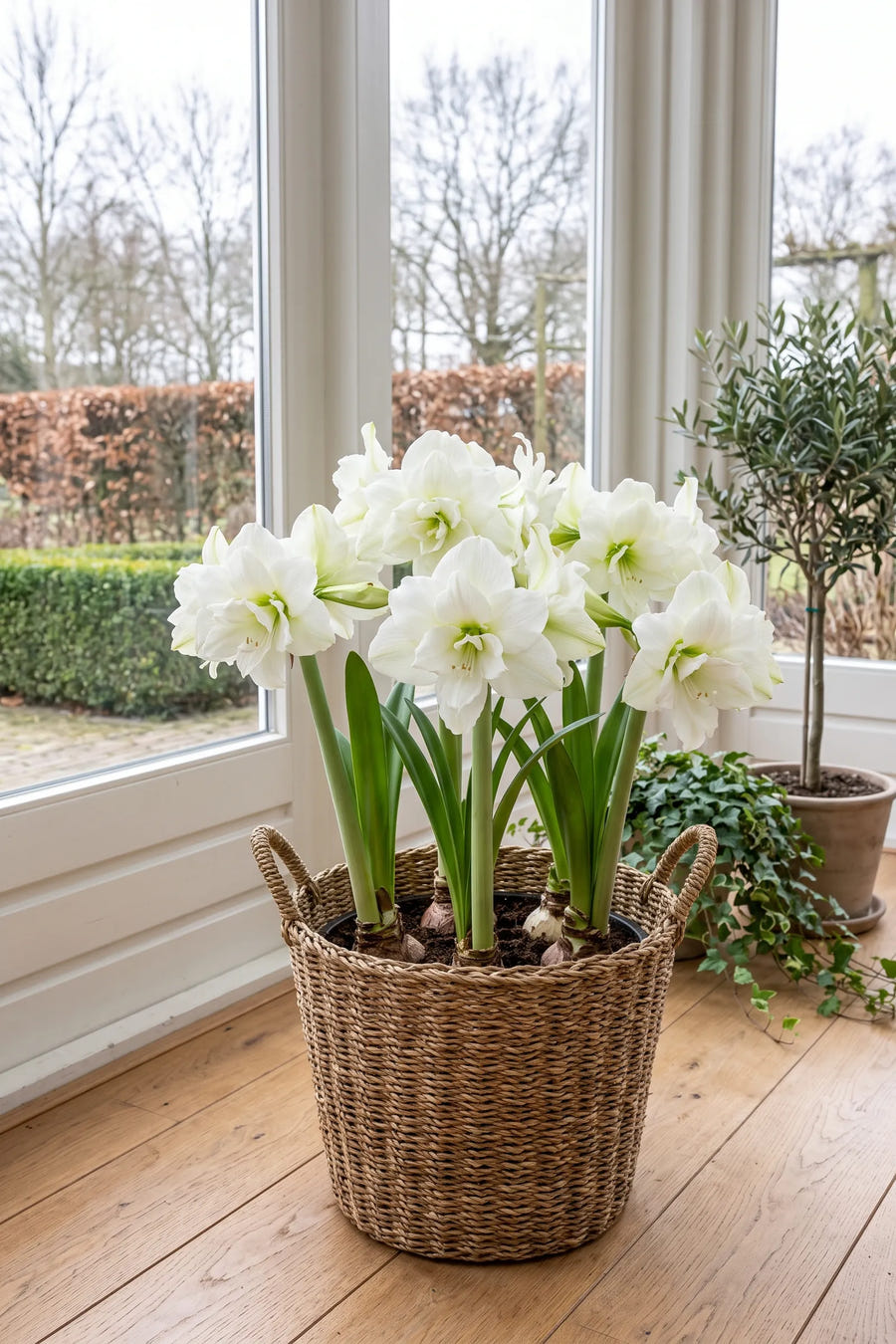 Hippeastrum White Nymph — in pot op terras