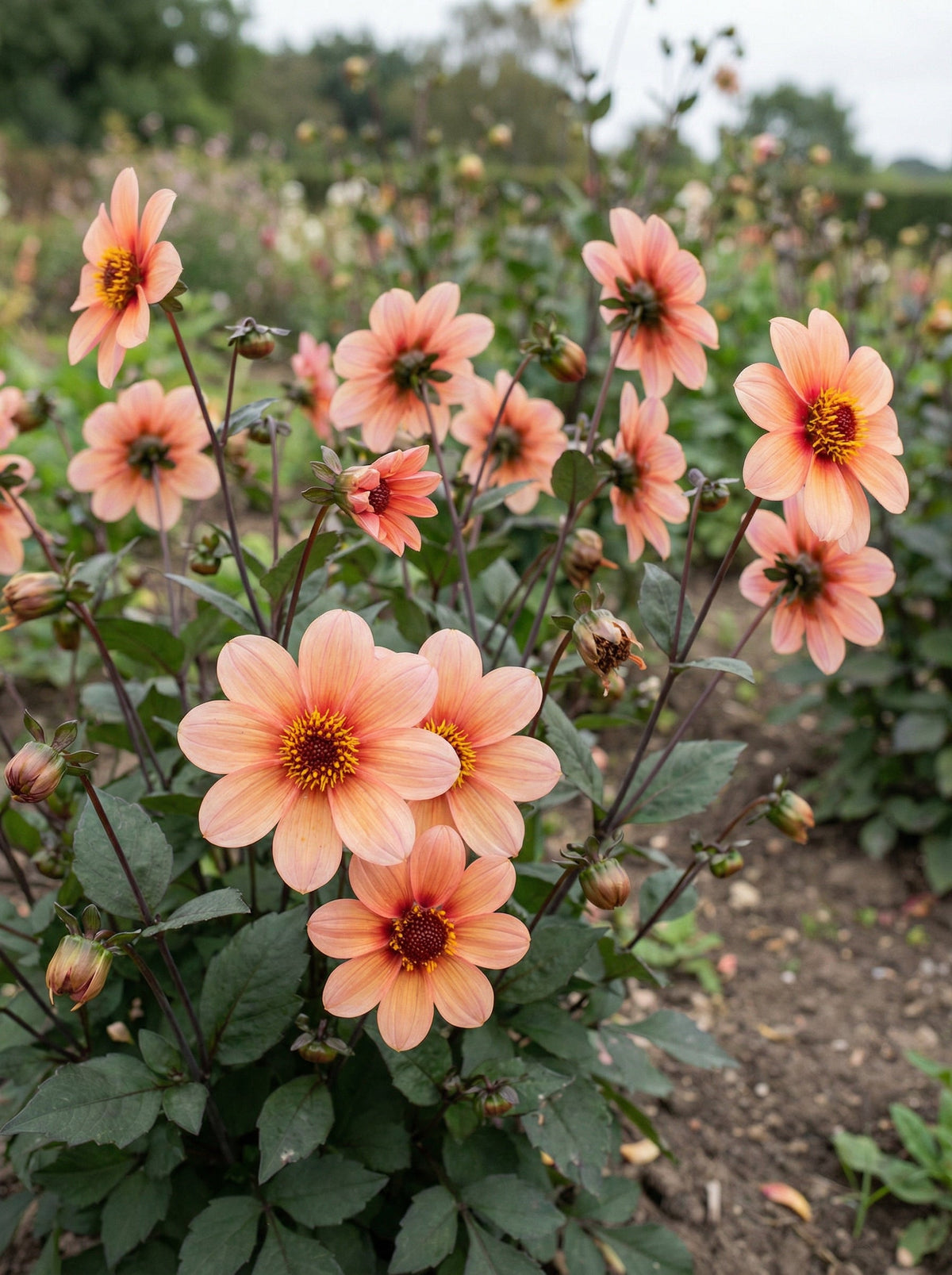 Dahlia HS First Love