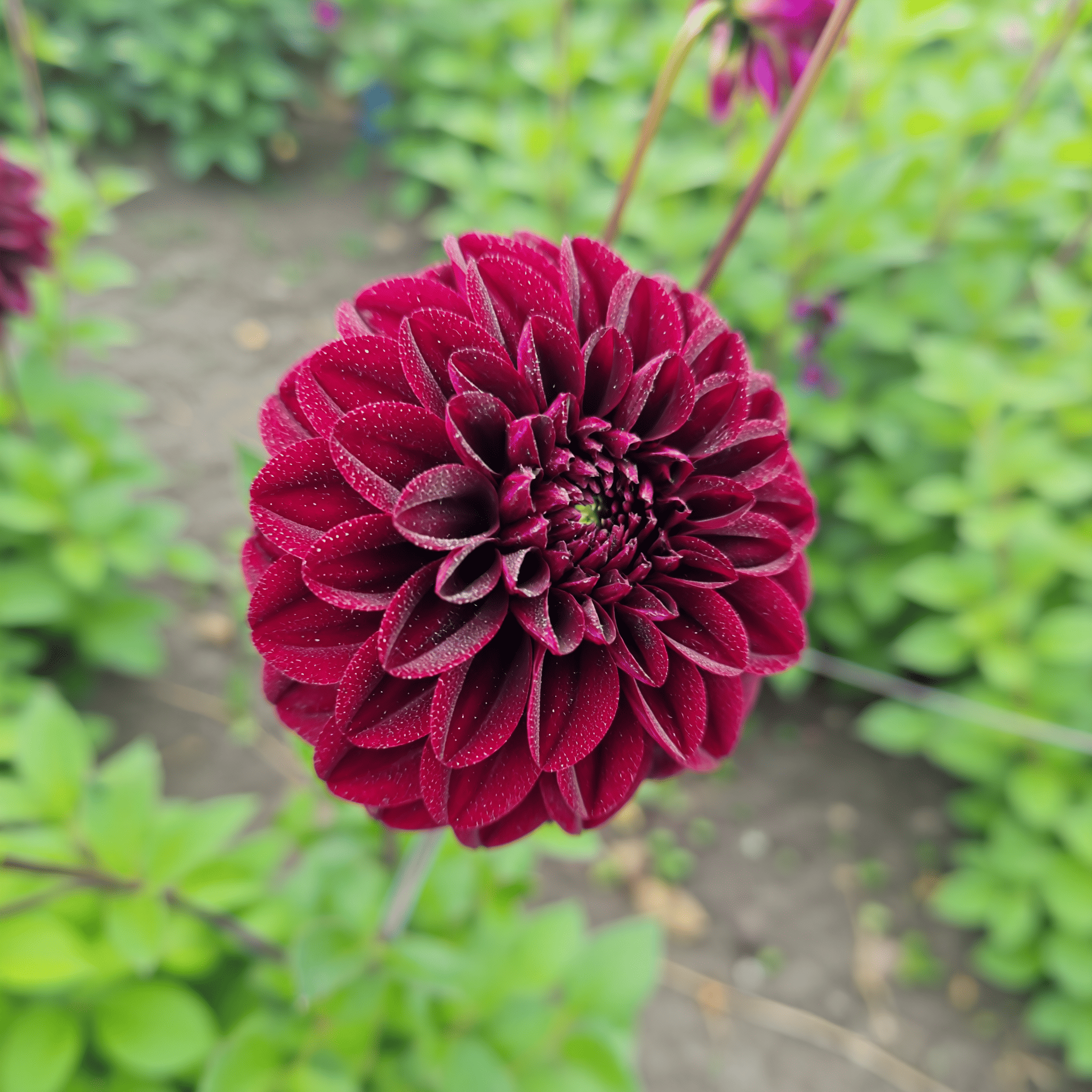 Dahlia Isas Darkness