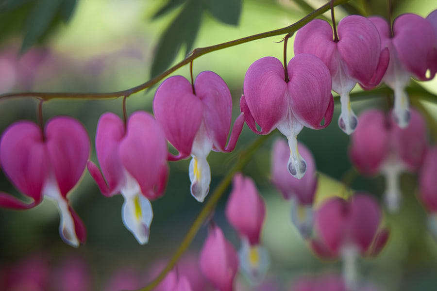 Harten bloemen