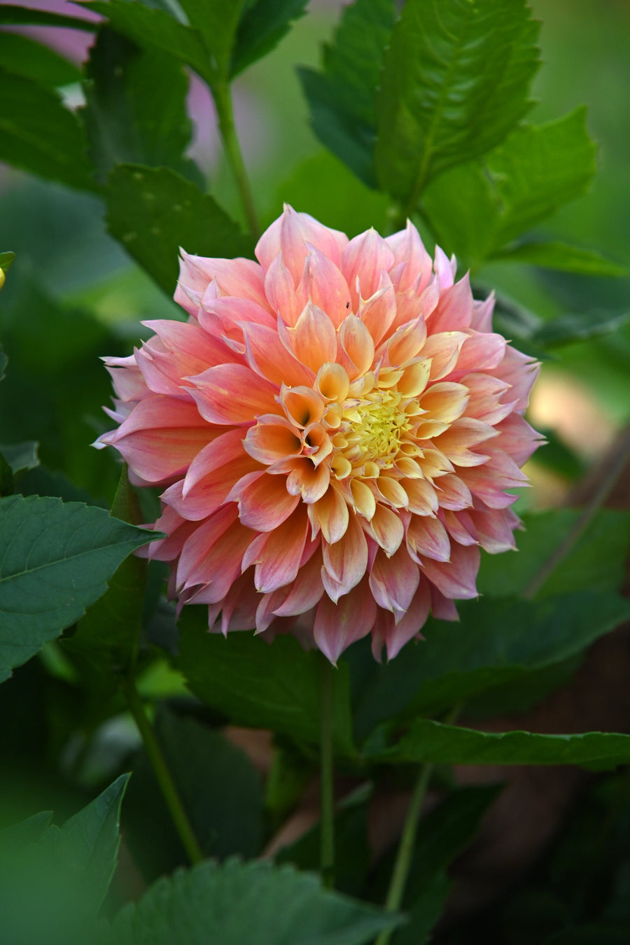 Dahlia Kogane