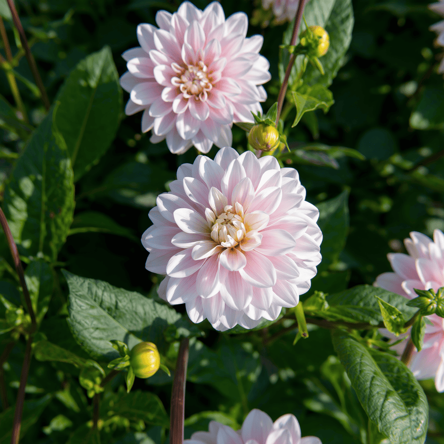 Dahlia Lady Kate