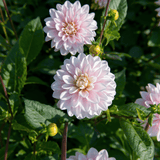 Dahlia Lady Kate