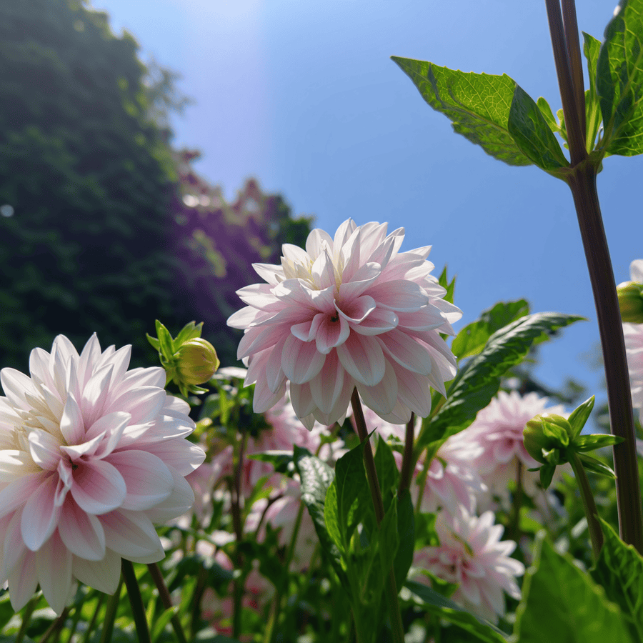 Dahlia Lady Kate