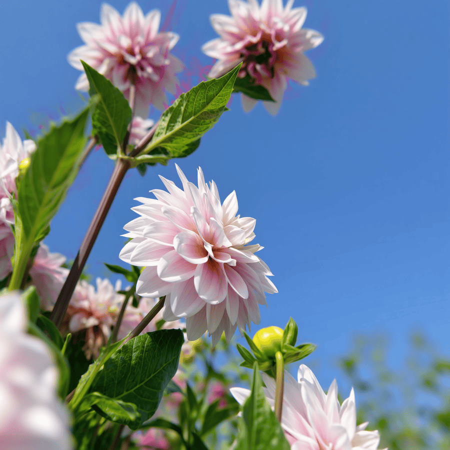 Dahlia Lady Kate
