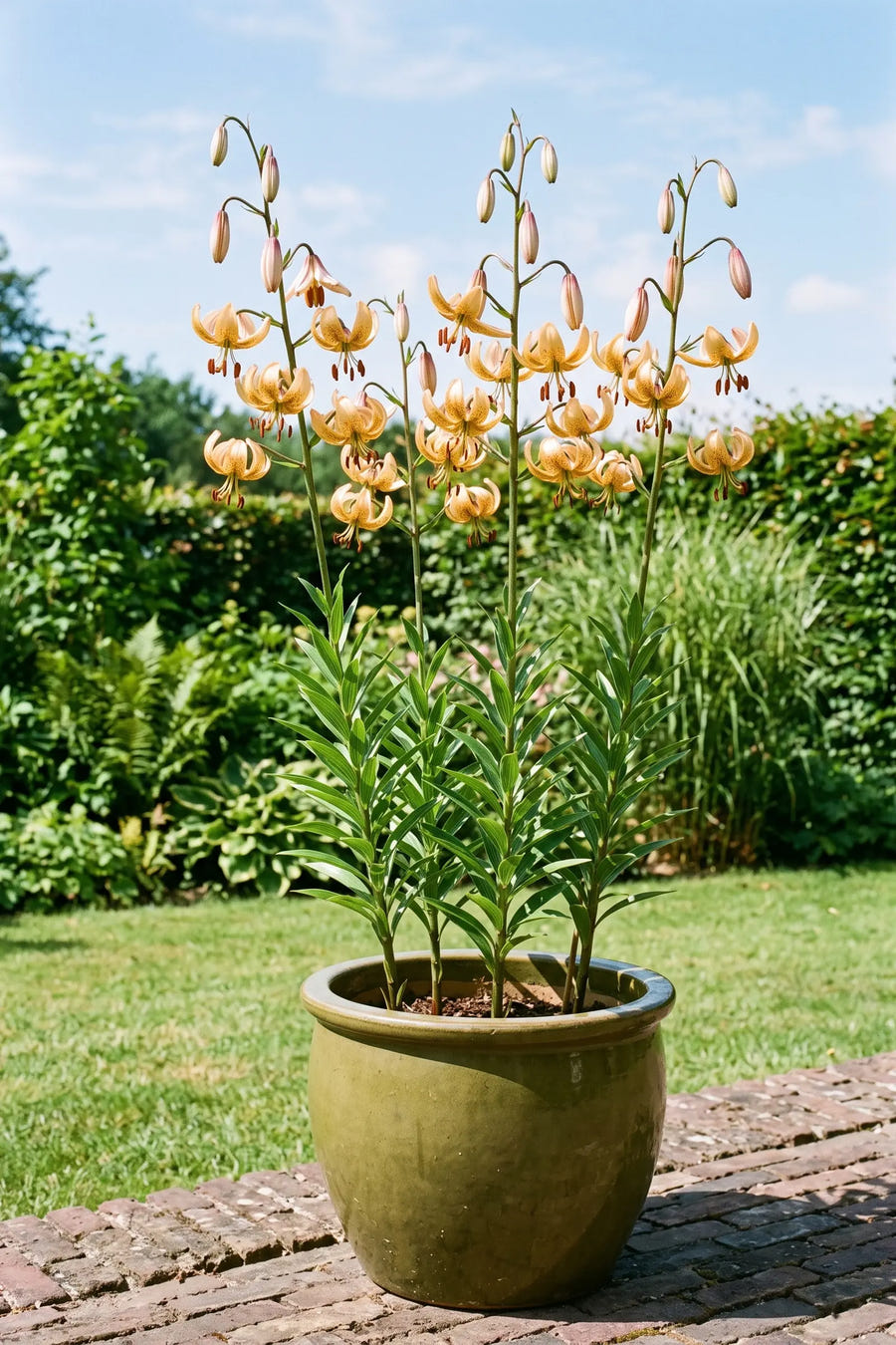 Lilium Guinea Gold — in pot op terras, extra beeld