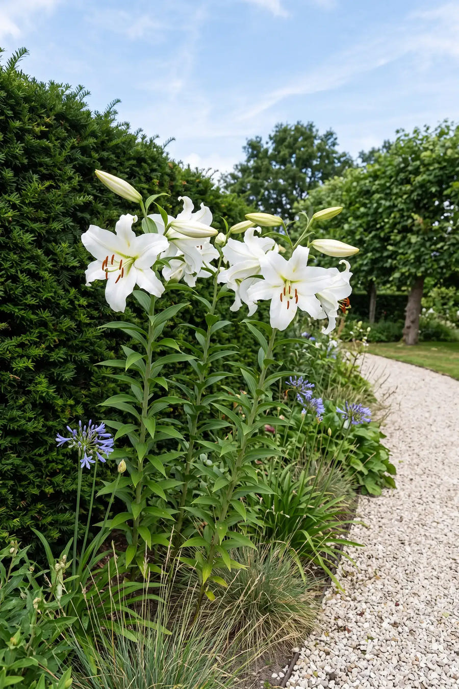 Lilium Siberia — in de border