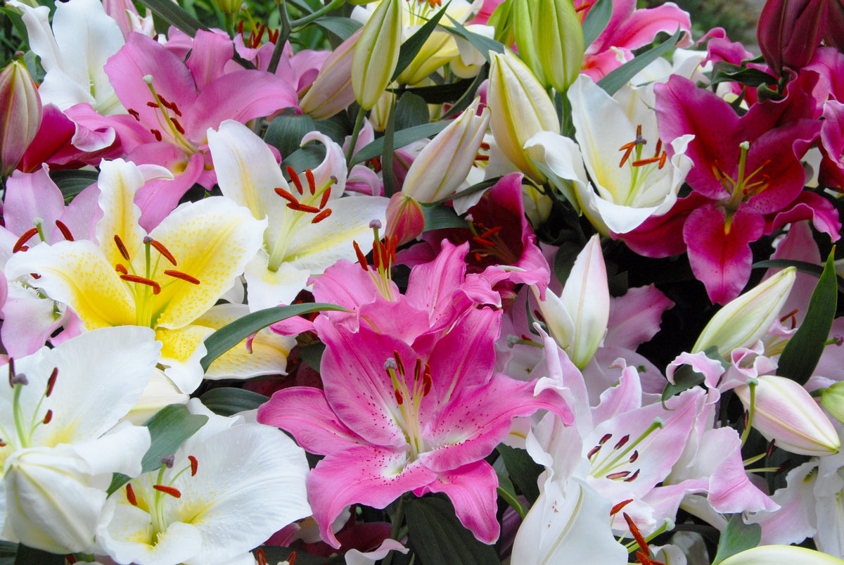 Lilium Oriental Mixed