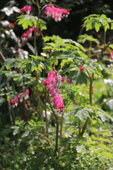 Harten bloemen